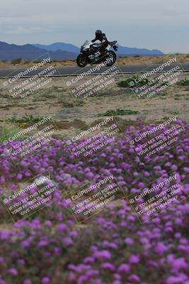 media/Jan-14-2023-SoCal Trackdays (Sat) [[497694156f]]/Turn 14 Exit Bloomig (145pm)/